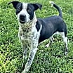 Thumbnail photo of Buck #1
