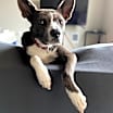 Thumbnail photo of Mukgoo #4