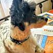 Thumbnail photo of Charm (New England) #3
