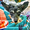 Thumbnail photo of Charm (New England) #4