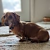 Thumbnail photo of Rudy Rudolph #3