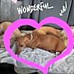 Thumbnail photo of Rudy Rudolph #1