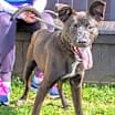 Thumbnail photo of Brett - ADOPTED #1