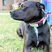 Thumbnail photo of Sienna  A047879 #1