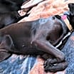 Thumbnail photo of Sienna  A047879 #2