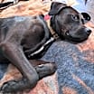 Thumbnail photo of Sienna  A047879 #3
