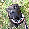 Thumbnail photo of Sienna  A047879 #4