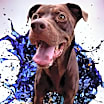 Thumbnail photo of Charlie #3