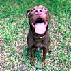 Thumbnail photo of Charlie #4