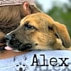 Thumbnail photo of Alex #2