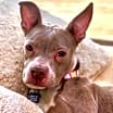 Thumbnail photo of Tawny #1