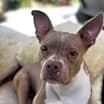 Thumbnail photo of Tawny #4