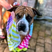 Thumbnail photo of Brutus (in foster) #4