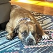 Thumbnail photo of Brutus (in foster) #1