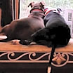 Thumbnail photo of Korrah #3