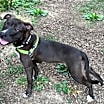 Thumbnail photo of Mocha #3