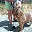Thumbnail photo of Frankie #2