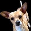 Thumbnail photo of Billy #3