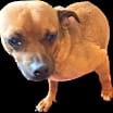 Thumbnail photo of Butch #1