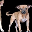 Thumbnail photo of Butch #2