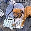 Thumbnail photo of Butch #3