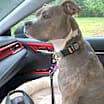 Thumbnail photo of Coco #2