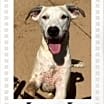 Thumbnail photo of Jerry Lee #2