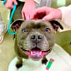 Thumbnail photo of Shadow *adoption pending #1