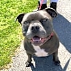Thumbnail photo of Shadow *adoption pending #2