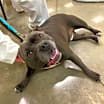 Thumbnail photo of Shadow *adoption pending #3