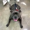 Thumbnail photo of Shadow *adoption pending #4