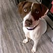 Thumbnail photo of Sage #1