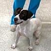 Thumbnail photo of Sage #4