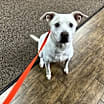 Thumbnail photo of Bella #1