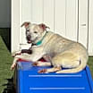 Thumbnail photo of Bella #2