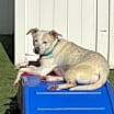 Thumbnail photo of Bella #3