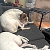 Thumbnail photo of Tucker #2