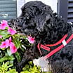 Thumbnail photo of Blackberry #1