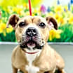 Thumbnail photo of Hazel #1