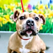 Thumbnail photo of Hazel #2