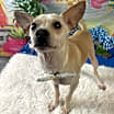 Thumbnail photo of Lucky Boy #1