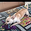Thumbnail photo of Lucky Boy #2