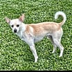 Thumbnail photo of Lucky Boy #3