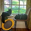Thumbnail photo of Cooper #3