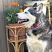 Thumbnail photo of MAGNIFICENT MARLEY #3
