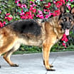 Thumbnail photo of Paloma von Prezelle #3