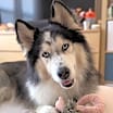 Thumbnail photo of Pierce #1