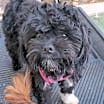 Thumbnail photo of Adorable Petunia Lap puppy #1