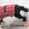 Thumbnail photo of Adorable Petunia Lap puppy #2
