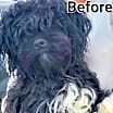 Thumbnail photo of Adorable Petunia Lap puppy #3
